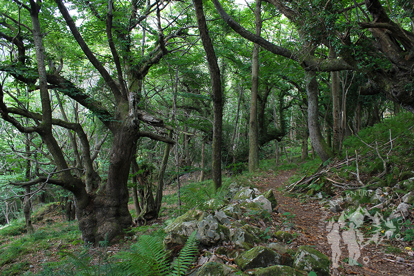 Senda Caoru (Arenas de Cabrales)