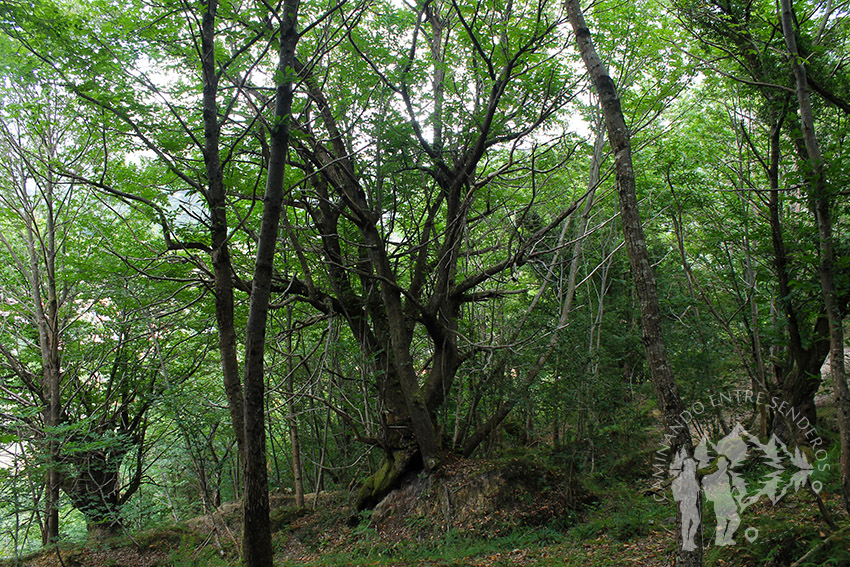 Senda Caoru (Arenas de Cabrales)