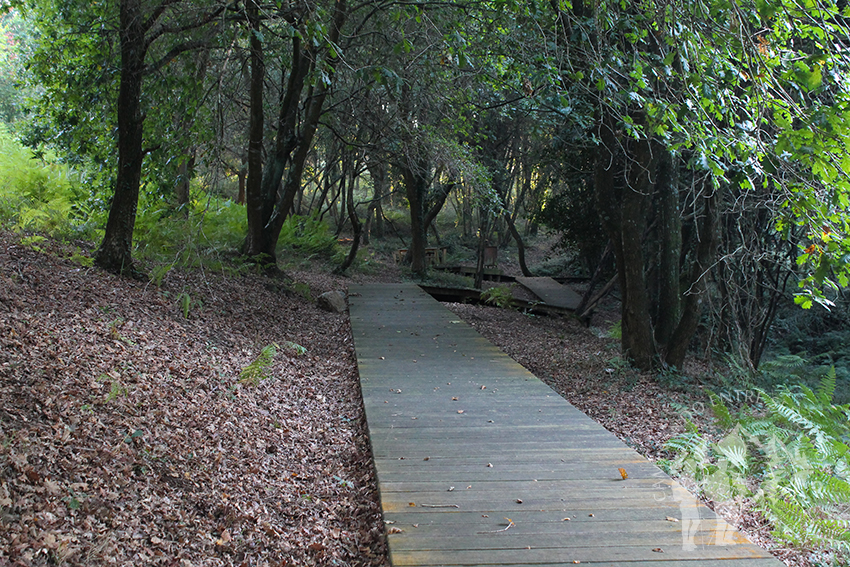 Pasarela Parque Natural Bosque dos Veciños