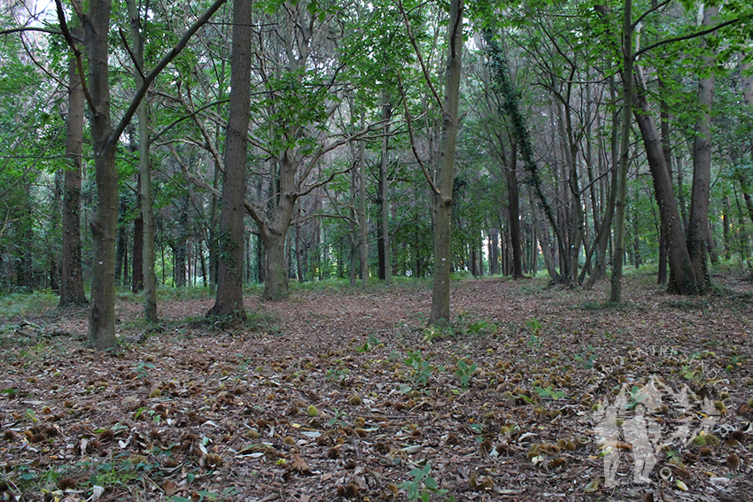 Bosque autóctono