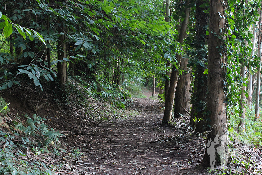 Parque Natural Bosque dos Veciños