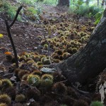 Parque Natural Bosque dos Veciños