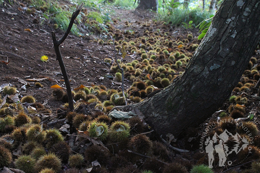 Parque Natural Bosque dos Veciños