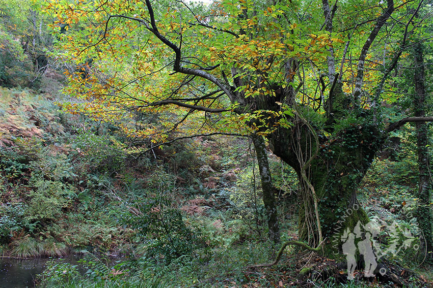 Orillas del Río Eo