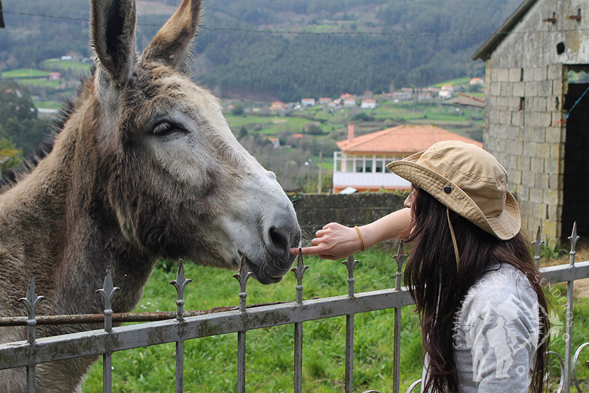 Burro