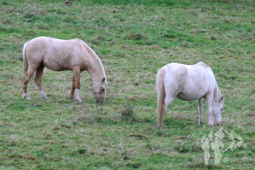 Pareja de Yeguas