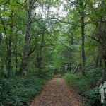 Camino de castaños