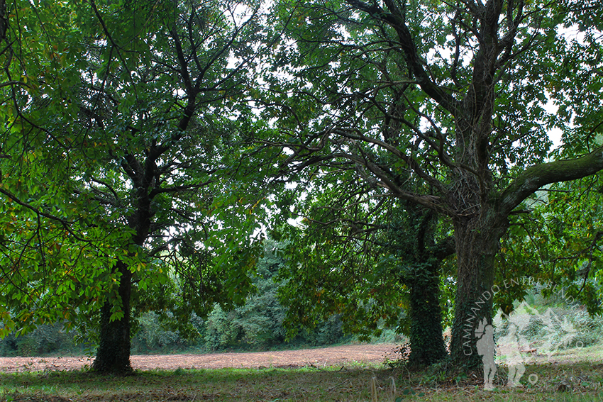 Fraga de castaños