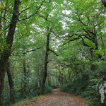 Camino de castaños