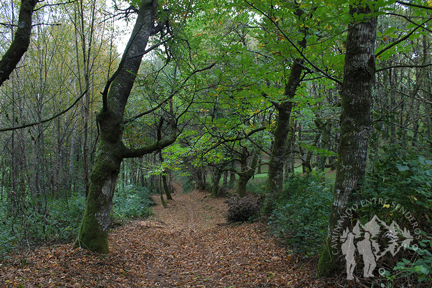 Camino de castaños