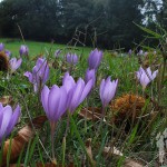 Campo cubierto de flores