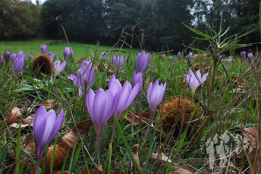 Campo cubierto de flores