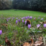 Campo cubierto de flores