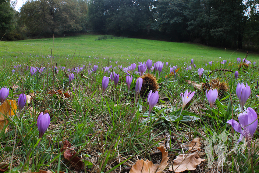 Campo cubierto de flores