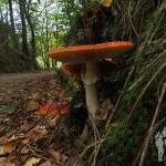 Amanita muscaria