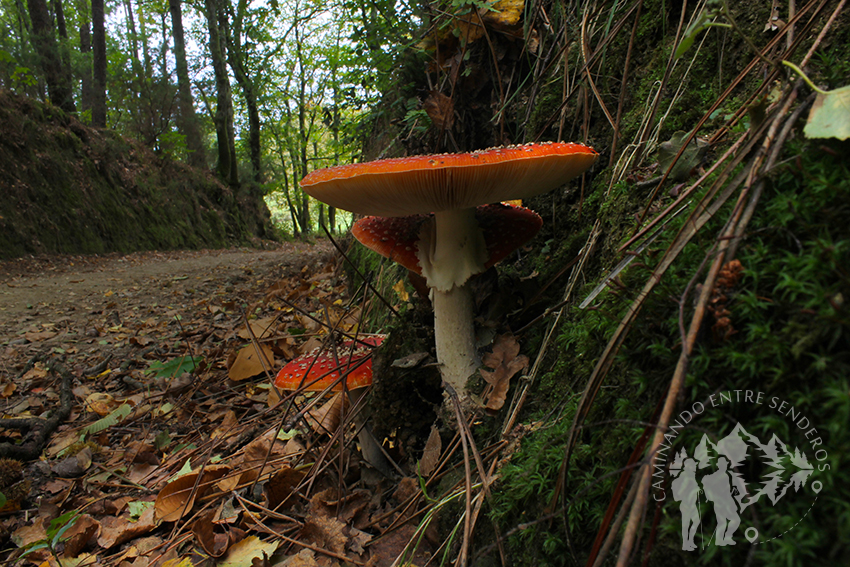 Amanita muscaria