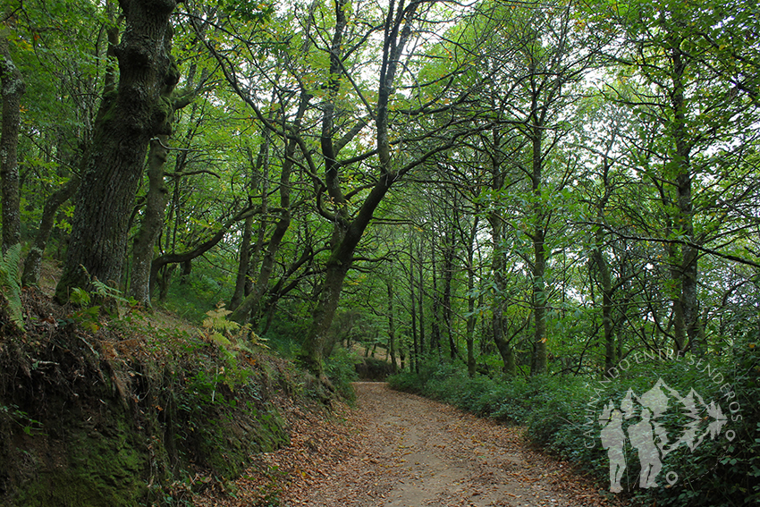 Camino de castaños