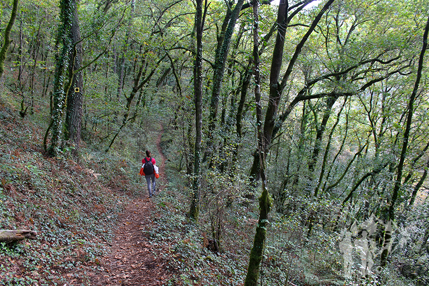 Bosque autóctono