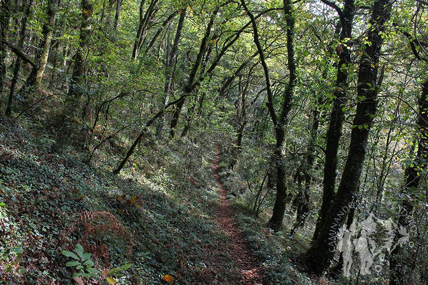 Bosque autóctono