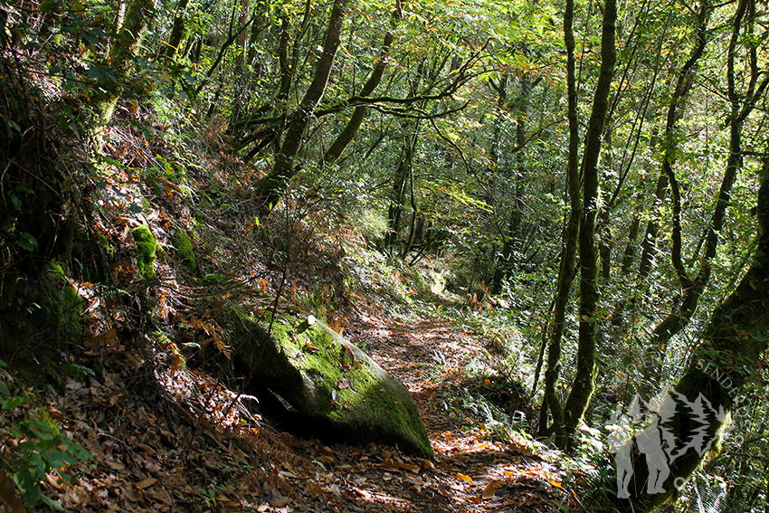 Bosque autóctono