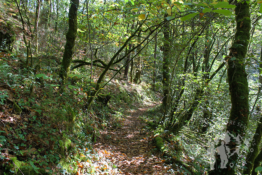Bosque autóctono