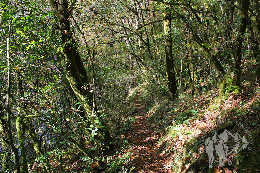 Bosque autóctono