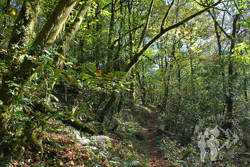 Bosque autóctono