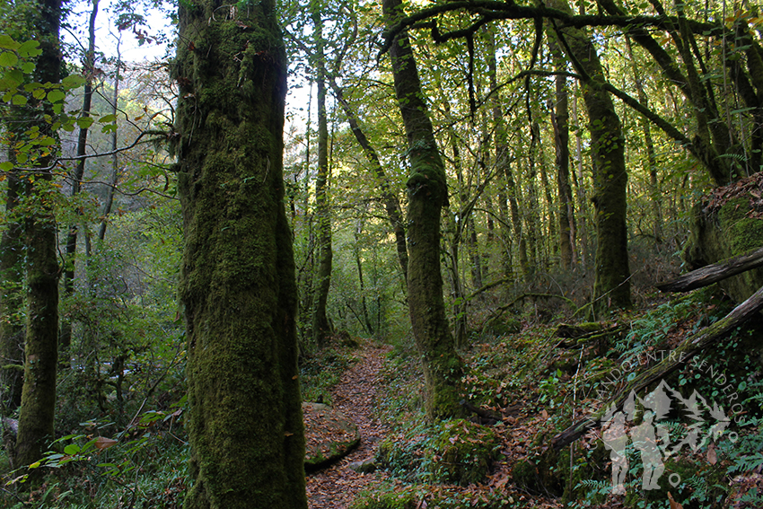 Bosque autóctono