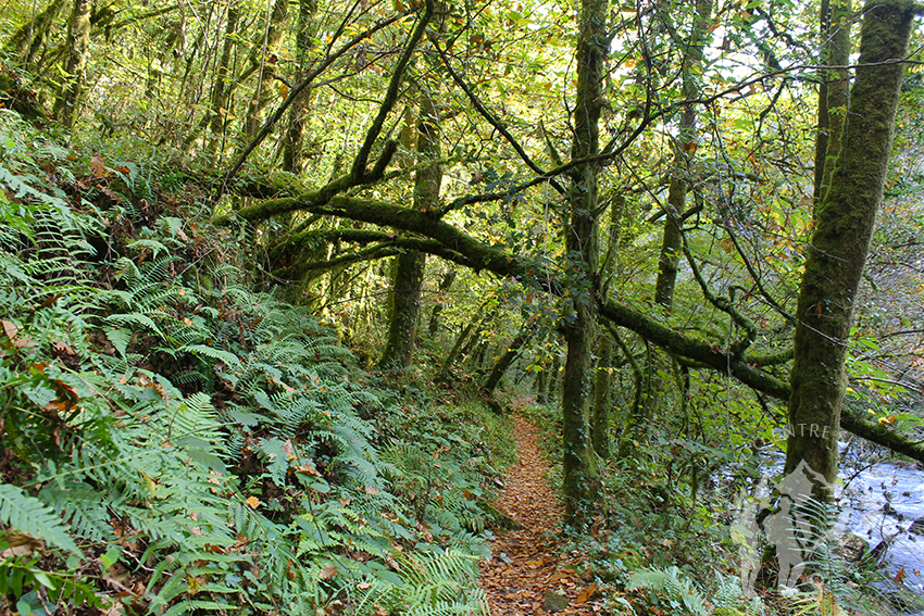 Bosque autóctono