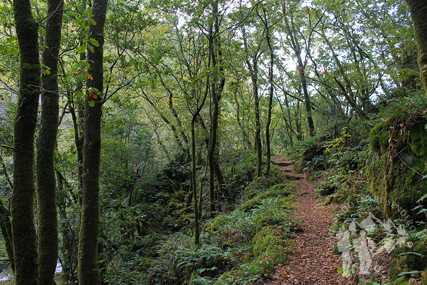 Bosque autóctono