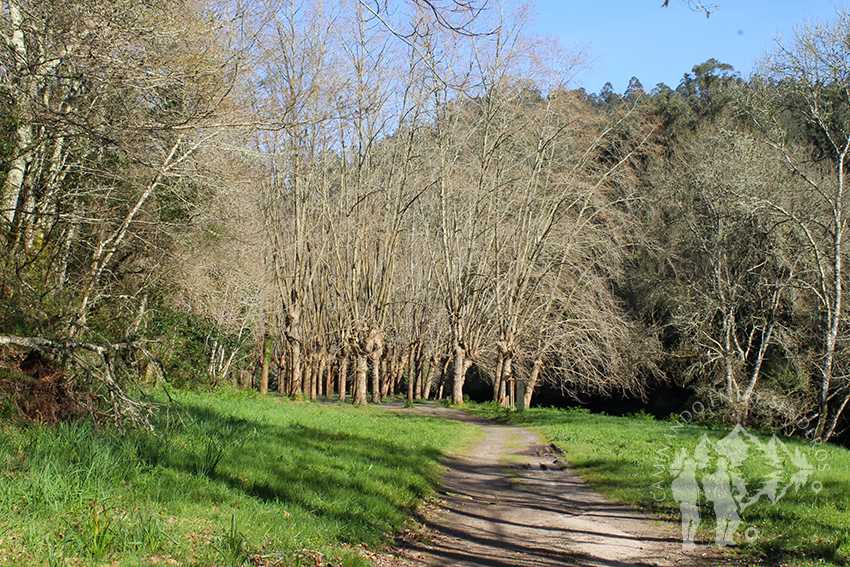 Campo dos Caneiros