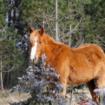 Caballo de pura raza gallega o Besta