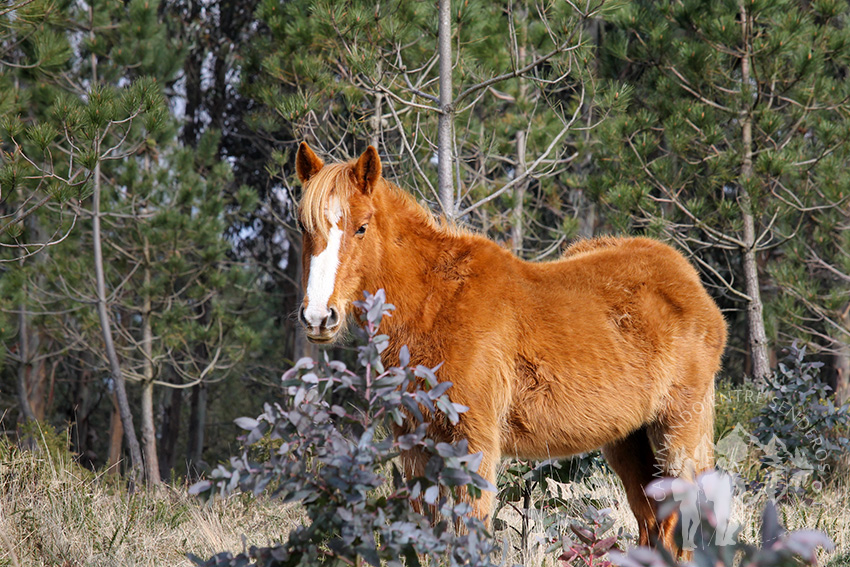 Caballo de pura raza gallega o Besta