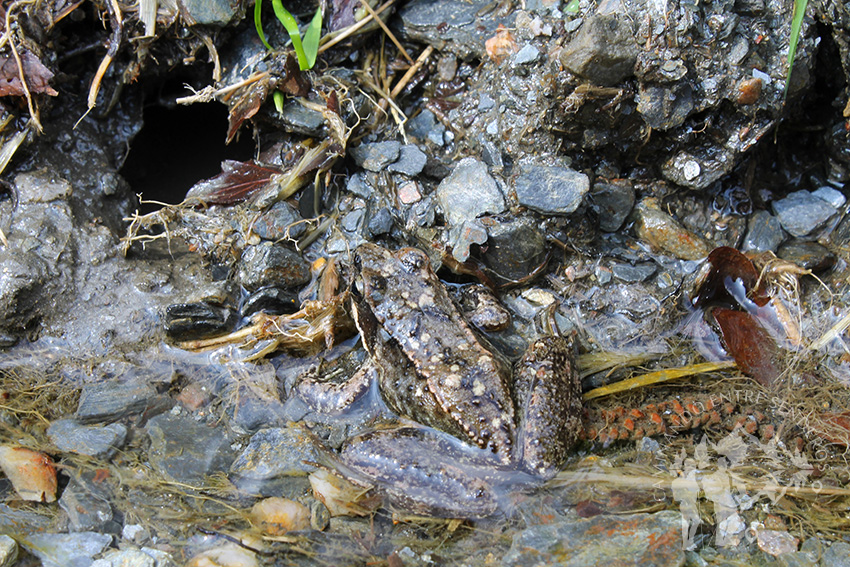 Sapo común (Bufo bufo)