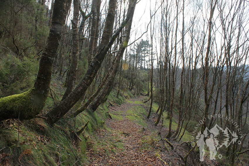 Camino al Rego de Malvis