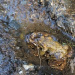 Pareja de sapo común (Bufo bufo)