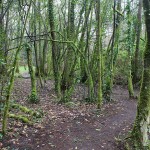 Río Aceiteiro (San Sadurniño)