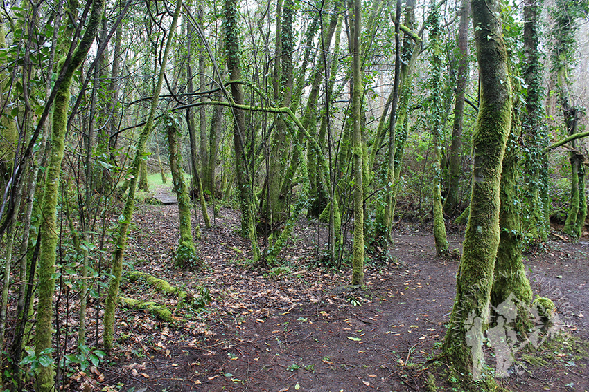 Río Aceiteiro (San Sadurniño)