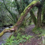 Río Aceiteiro (San Sadurniño)