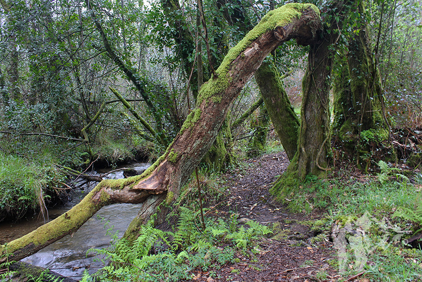 Río Aceiteiro (San Sadurniño)