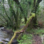 Río Aceiteiro (San Sadurniño)