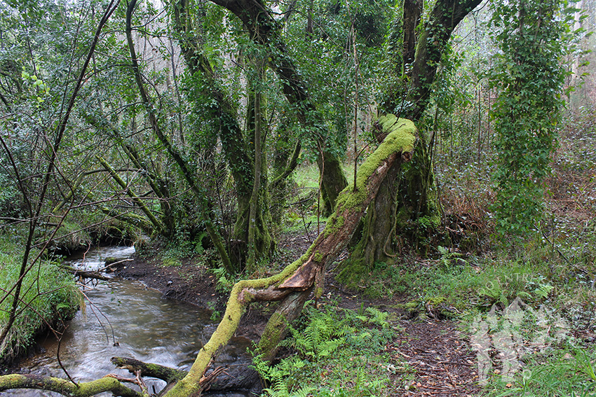 Río Aceiteiro (San Sadurniño)