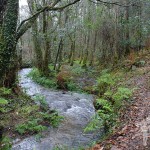 Río Aceiteiro (San Sadurniño)