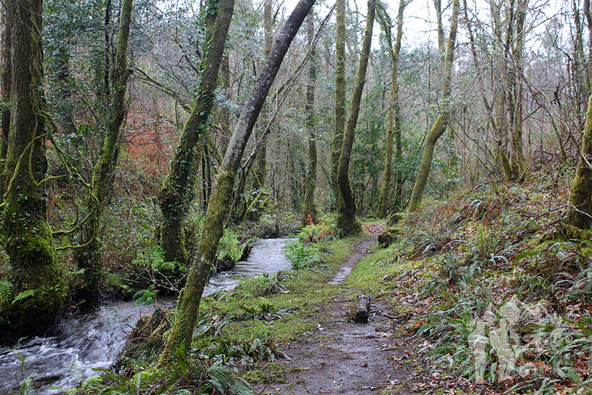 Río Aceiteiro (San Sadurniño)