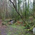 Río Aceiteiro (San Sadurniño)