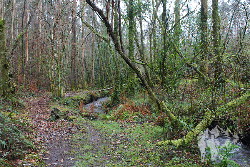 Río Aceiteiro (San Sadurniño)