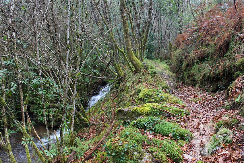 Río Aceiteiro (San Sadurniño)