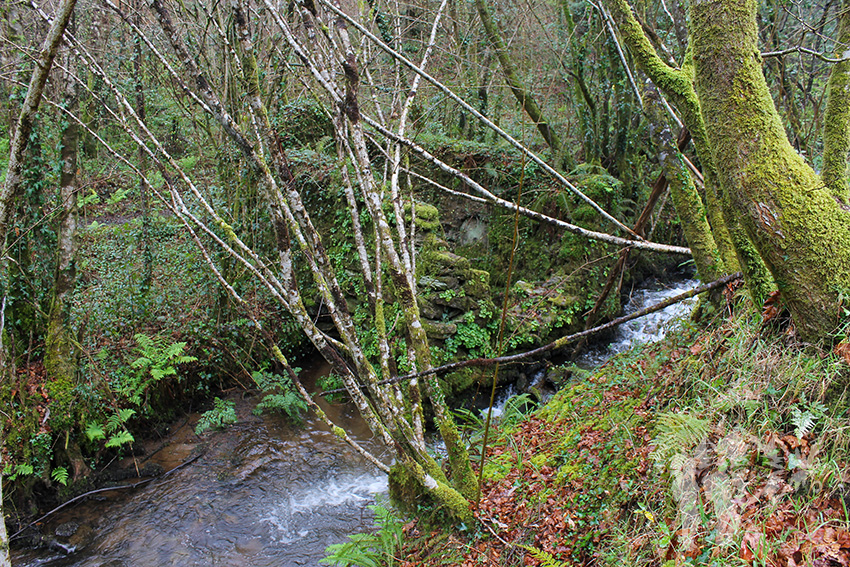 Río Aceiteiro (San Sadurniño)