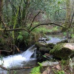 Río Aceiteiro (San Sadurniño)