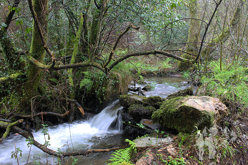 Río Aceiteiro (San Sadurniño)